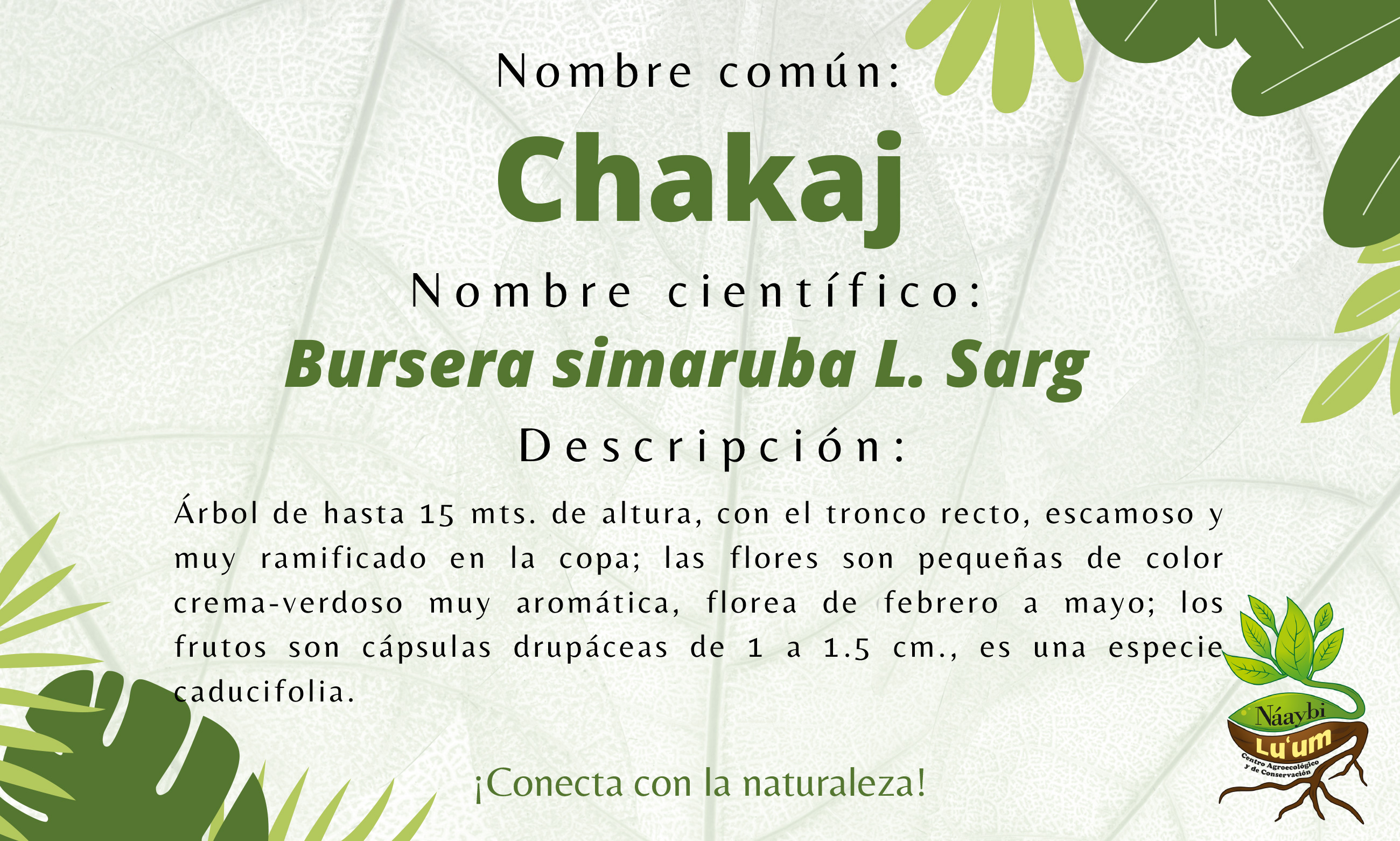 Portada pdf Fichas Arboles Náaybi Lu'um