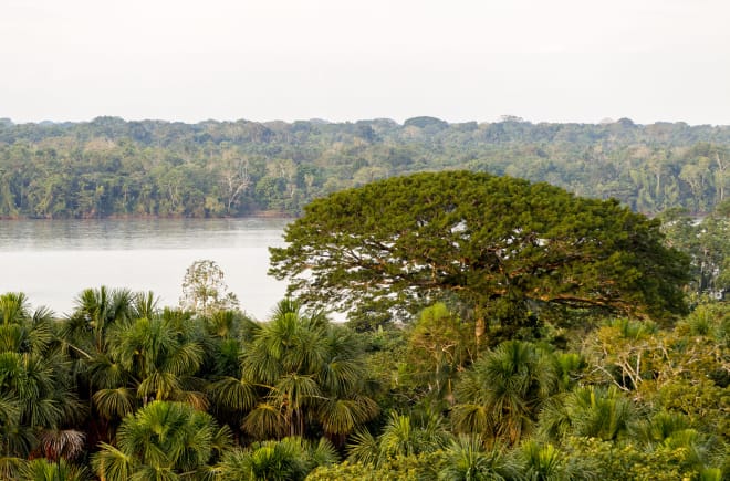 Vista de los árboles y río en el Parque Nacional Yasuní, Ecuador