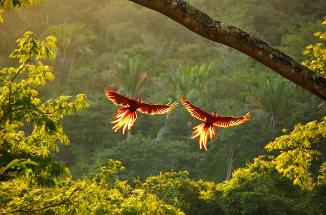 Dos guacamayos rojos vuelan, con las alas desplegadas, sobre la selva tropical