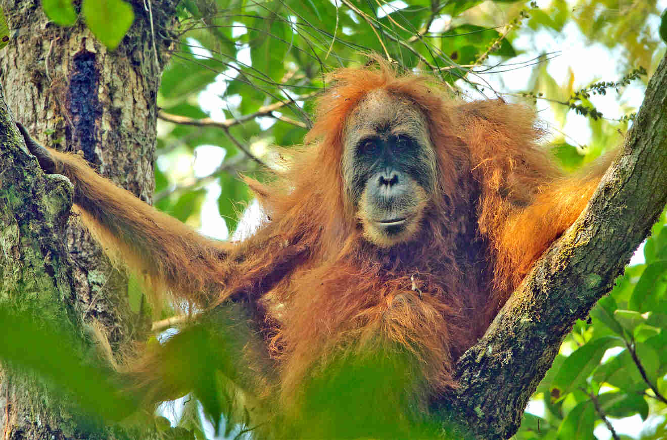 Salva La Selva Defendemos Las Selvas Del Mundo 