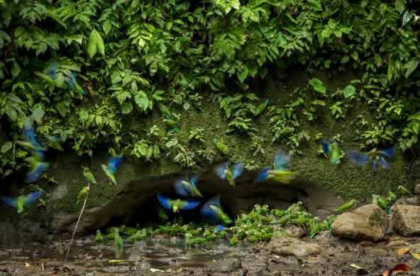 Papagayos en el Parque Nacional Yasuní