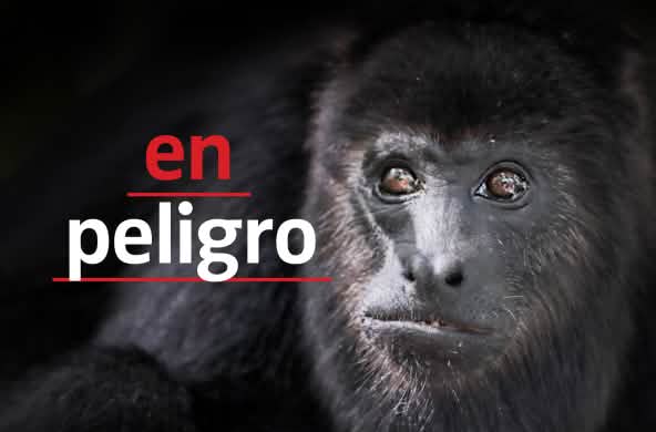 Mono aullador negro (Alouatta carayá) "en peligro"