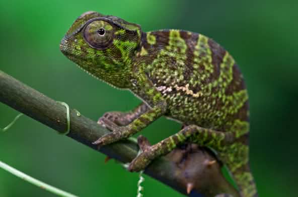 Camaleón en el bosque de Atewa, Ghana