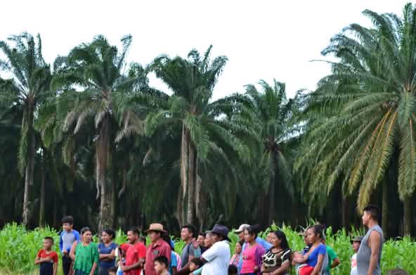 Grupo de personas de la comunidad Chapín Abajo frente a plantación de palma aceitera que rodea la comunidad