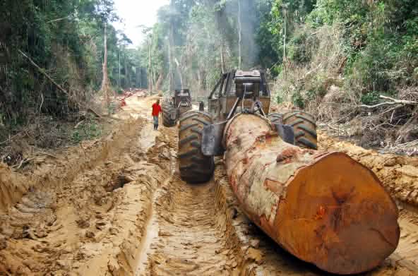 Tronco de un árbol tropical gigante arrancado por un tractor maderero en la selva en África Central