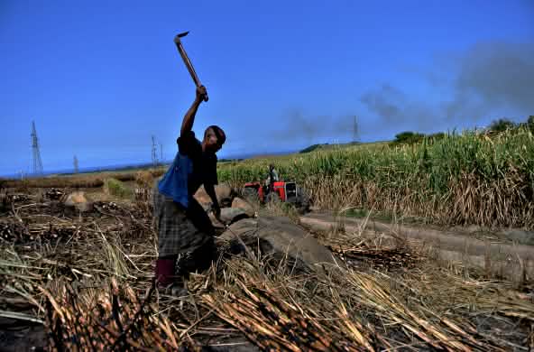 Trabajador en una plantación de caña de azúcar