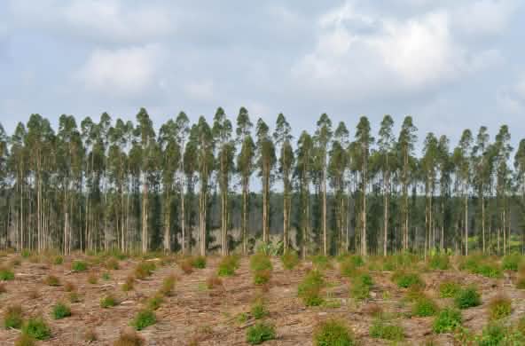 Plantación de eucalipto en Sudáfrica