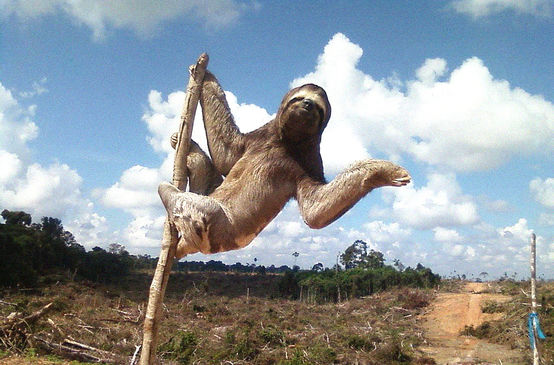 Oso perezoso en área deforestada en Perú