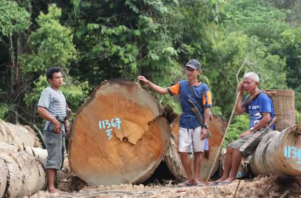Tala de la selva de Kinipan - miembros de la comunidad junto al tronco talado