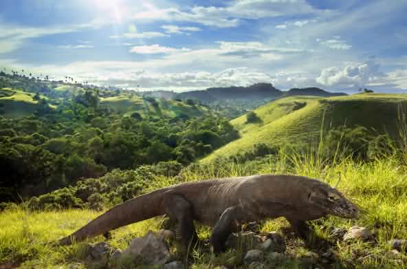 Dragón de Komodo (Varanus komodoensis)