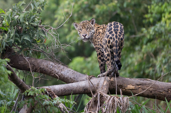 El jaguar