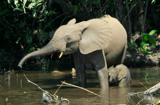 Elefante del bosque con cría