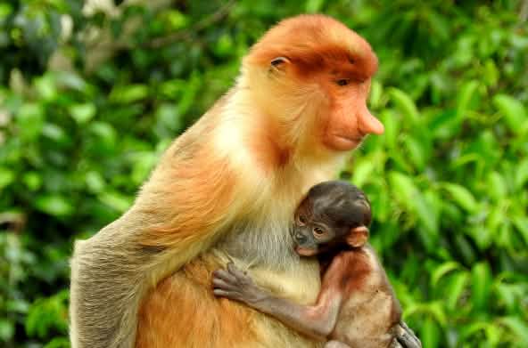 Mono narigudo con su cría