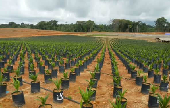 Plantación de palma aceitera
