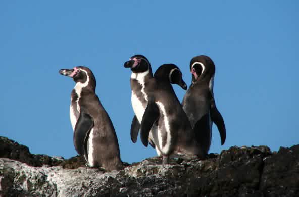 Pingüinos Humboldt en Chile