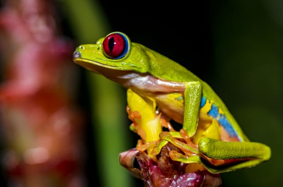 Una colorida rana verde de ojos rojos está sentada sobre una flor