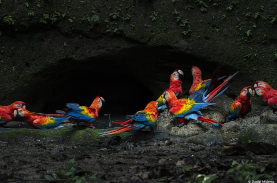 Grupo de guacamayas escarlata en el Parque Nacional Yasuní, en la Amazonía ecuatoriana