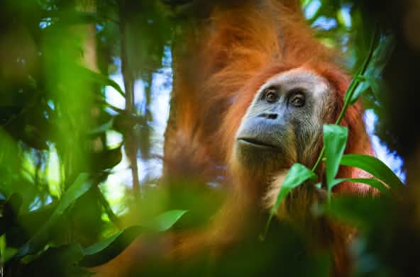 Orangután de Tapanuli o Pongo tapanuliensis