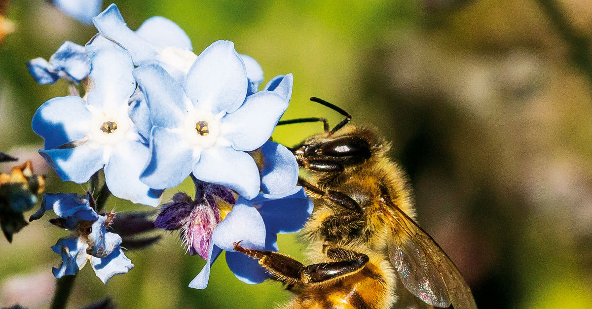 La organización de las abejas - Reina Kilama