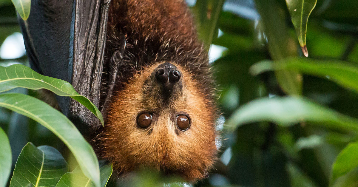 Isla Mauricio: no maten a los murciélagos - Salva la Selva