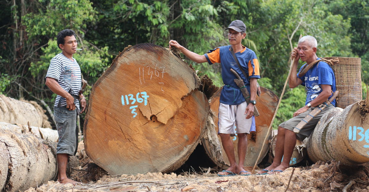 Ayuda a salvar los árboles de Kinipan - Salva la Selva