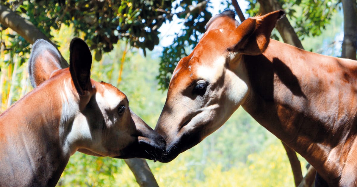 Okapis En Peligro Por La Extracción De Oro En Rd Congo Salva La Selva 