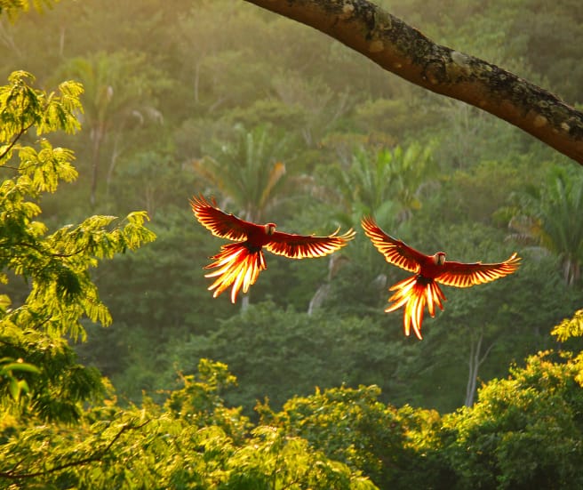 Dos guacamayos rojos vuelan, con las alas desplegadas, sobre la selva tropical