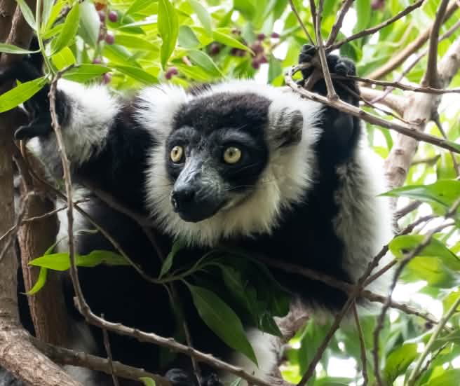 Un lémur de pelaje blanco y negro encaramado en las ramas de un árbol