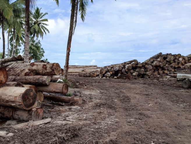 Madera talada debajo de unas palmeras