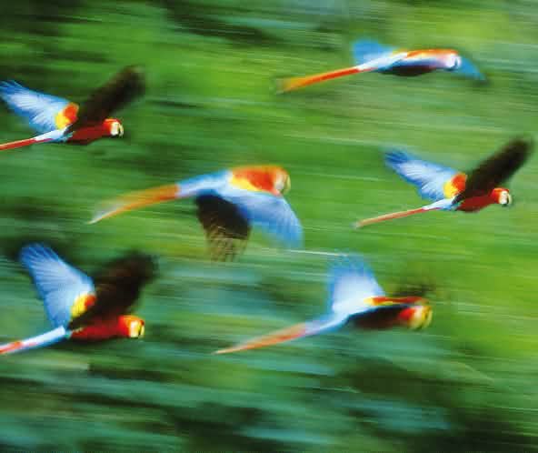 Guacamayos volando en la selva tropical