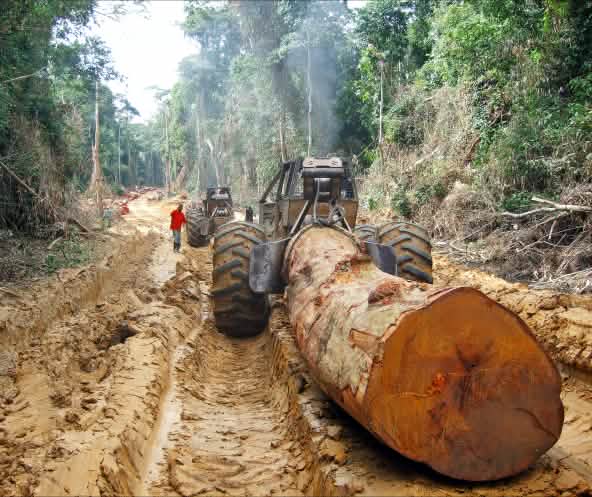Tronco de un árbol tropical gigante arrancado por un tractor maderero en la selva en África Central