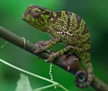 Camaleón en el bosque de Atewa, Ghana