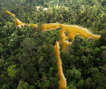 Selva en la Guayana francesa