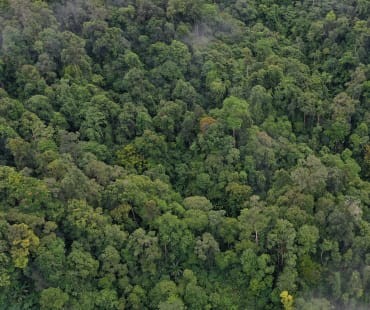 Selva tropical en el Parque Nacional Leuser