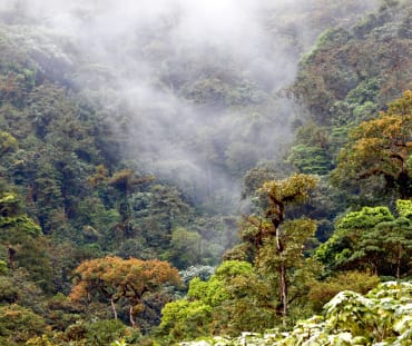 Bosque nublado Los Cedros, Ecuador