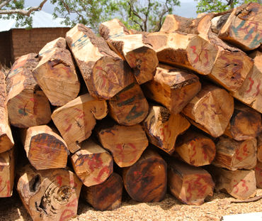 Troncos de palisandro en un almacén de madera en Nigeria