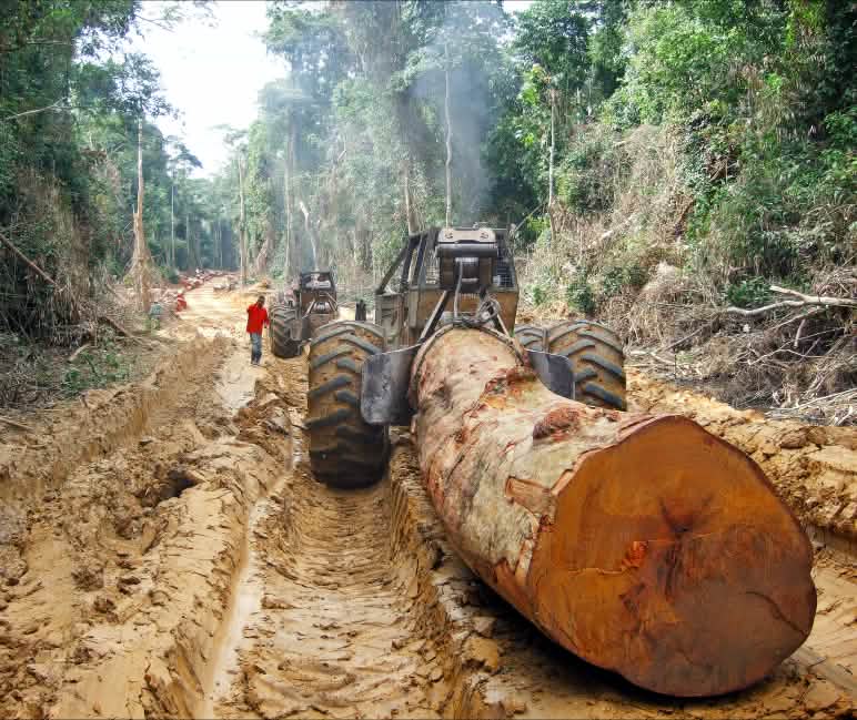 Tala en la selva tropical de la cuenca del Congo Tronco de un árbol tropical gigante arrancado por un tractor maderero en la selva en África Central
