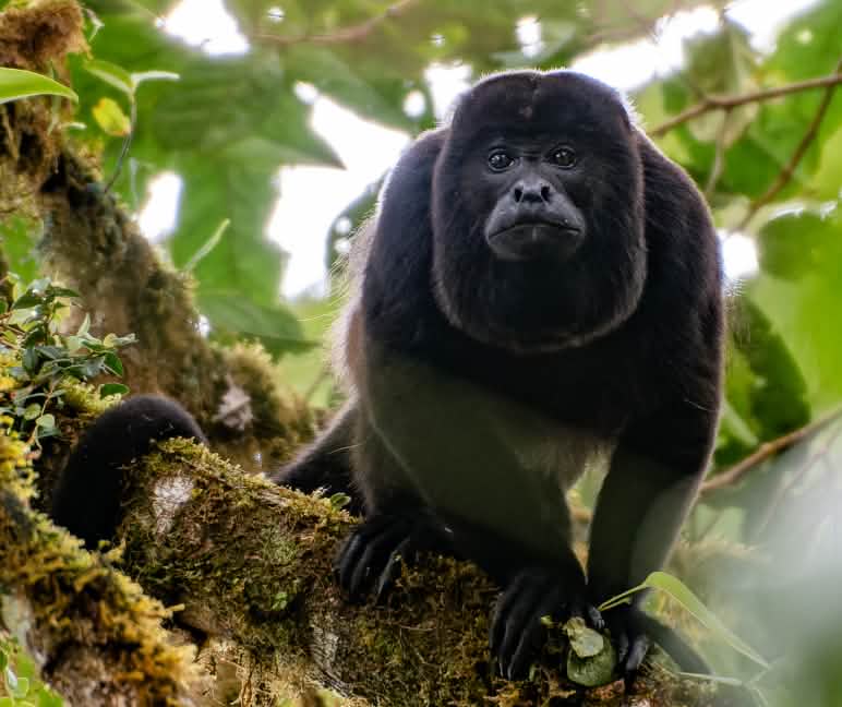 Mono aullador  (Alouatta palliata) Mono aullador (Alouatta palliata) en un árbol