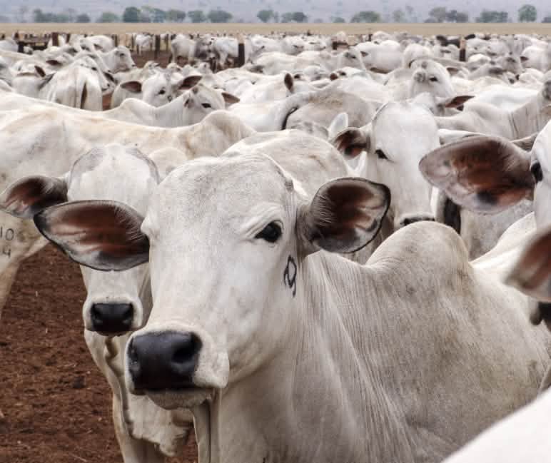En Mato Grosso, en Brasil Rebaño de ganado bovino en Mato Grosso