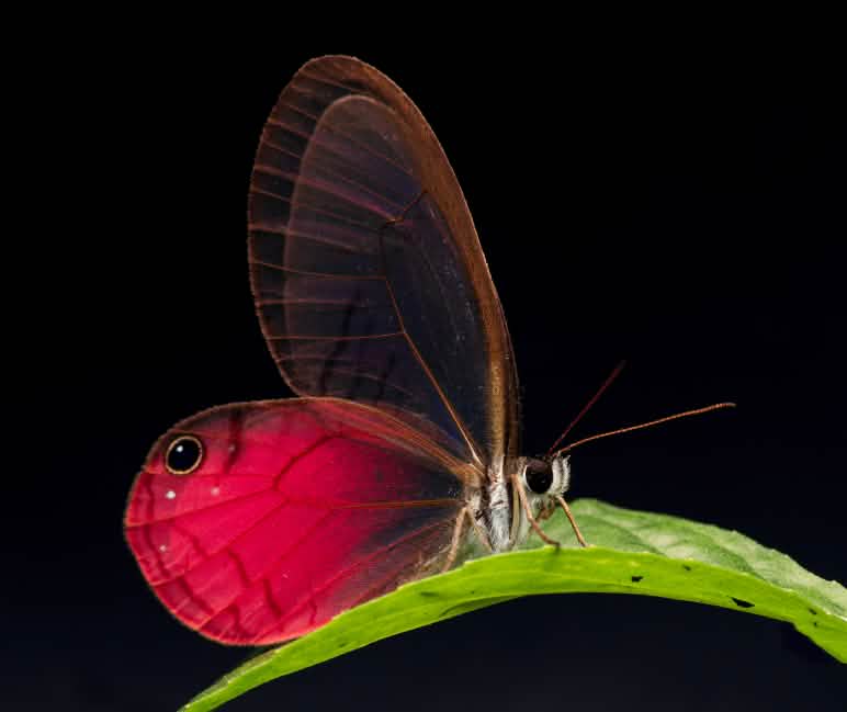 La mariposa Cithaerias pireta habita en el bosque protector Los Cedros Mariposa Cithaerias pireta, que habita en el bosque protector Los Cedros, posada sobre una hoja, con fondo negro