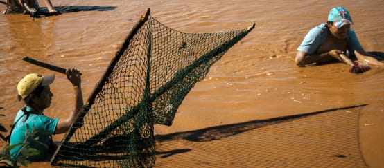 Tres personas pescan con redes tradicionales en el río Pilcomayo, en Paraguay