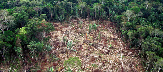 Tala de la Amazonía en Brasil