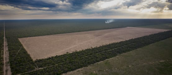 Deforestación del bosque de Chaco en la provincia de Chaco, Argentina