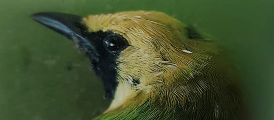 Primer plano de la cabeza de un ave verde con la frente amarilla