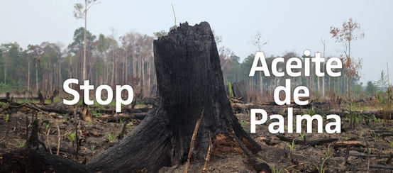 Selva devastada por incendios en Indonesia - leyenda Stop Aceite de Palma