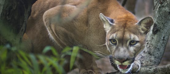 Un puma acecha en la rama de un árbol