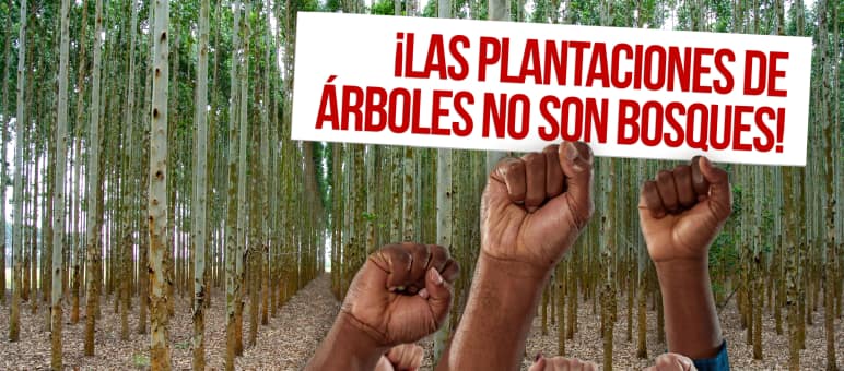 En todo el mundo hay resistencia contra las plantaciones de árboles por los problemas que causan y por no tener valor ecológico Collage del 21 de Septiembre, Día Internacional contra las Plantaciones de Árboles