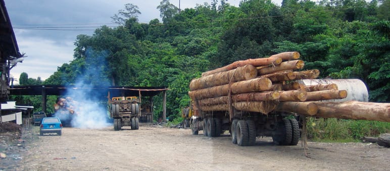 Camiones con madera ilegal de Sabah (Fuente: BMF)