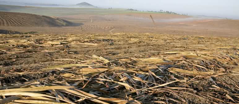 Cultivos agroindustriales causan la degradación de los suelos