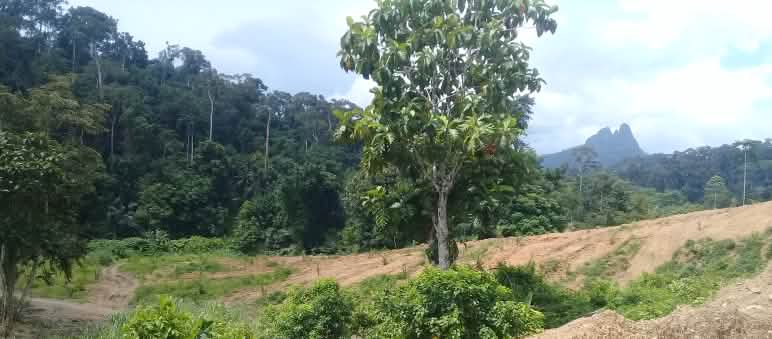 La tala de la empresa San Andrés se ha detenido Superficie de selva talada con el karst de Tres Marías de fondo